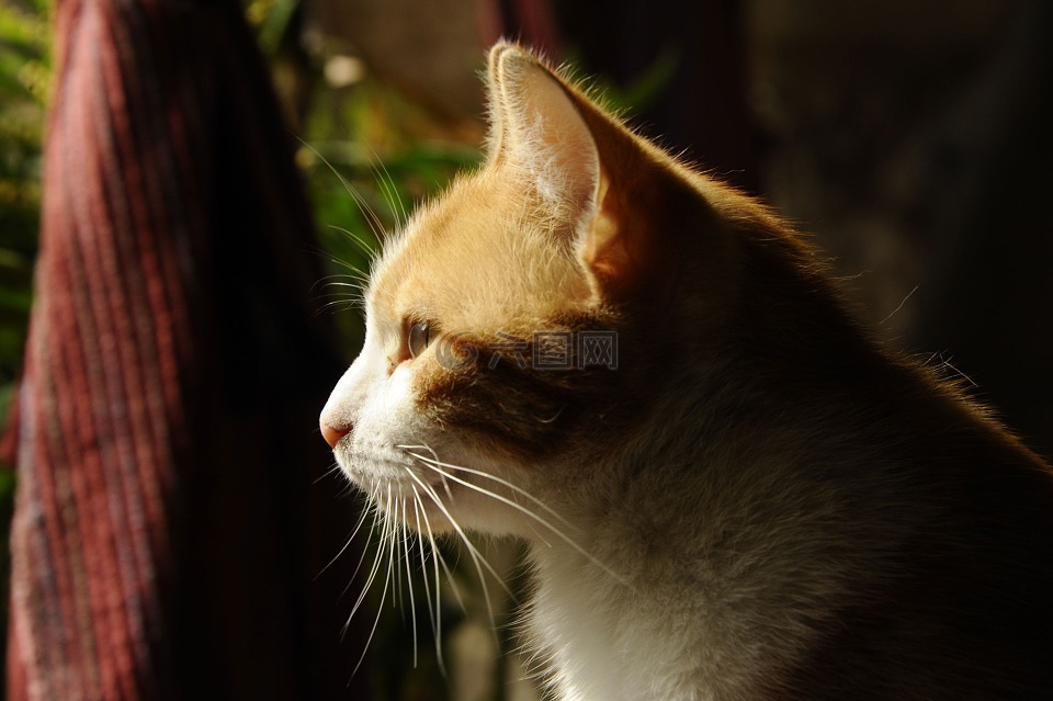 貓,動物,貓的