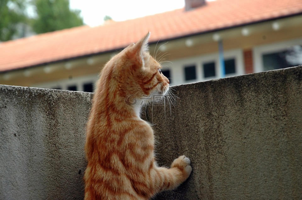 猫,小猫,手表