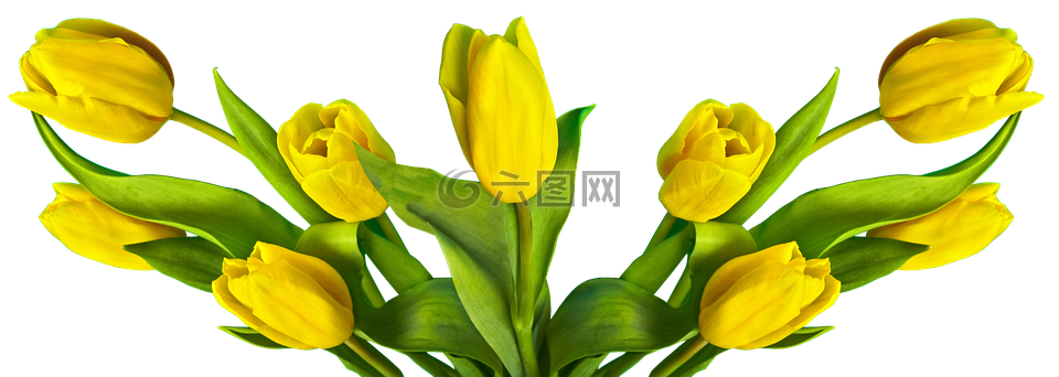 郁金香,復(fù)活節(jié),性質(zhì)