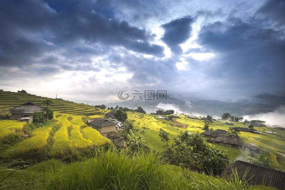 越南,米,稻田