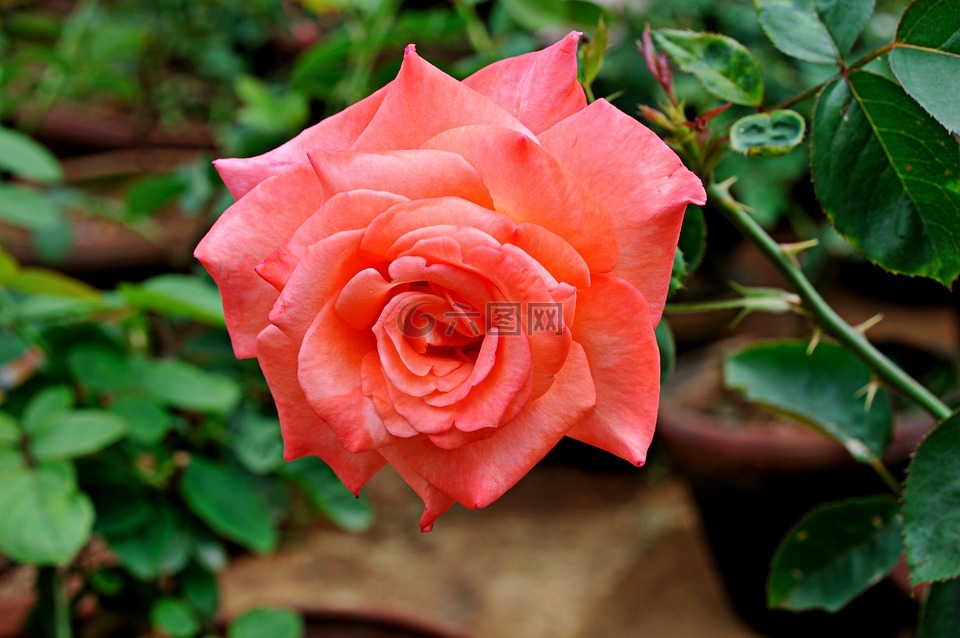 玫瑰,pinl 花瓣,鲜花