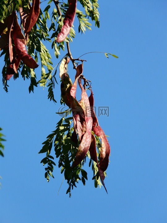 豆類,蜂蜜蝗蟲,樹