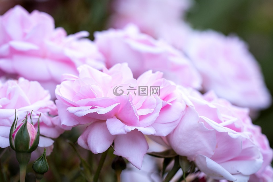 玫瑰,粉紅色,粉紅色的玫瑰