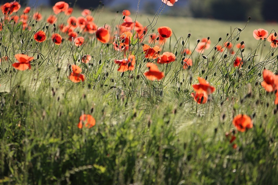 klatschmohn,草地,罌粟