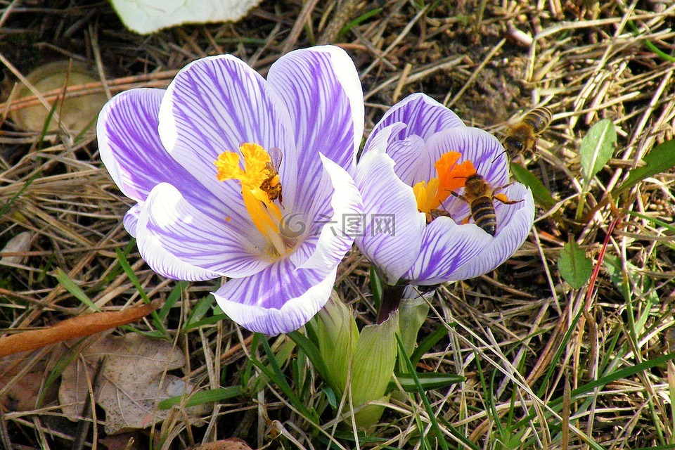 藏紅花,蜜蜂,昆蟲