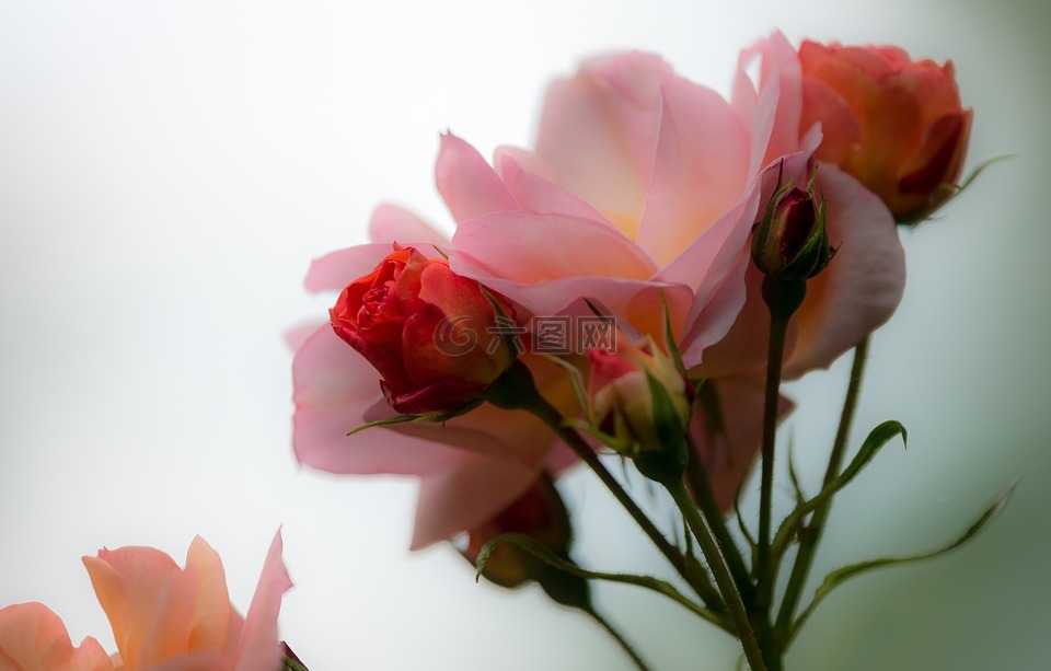 粉紅色,花瓣,花的