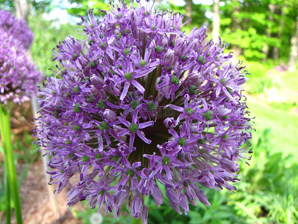 韭,花,開花