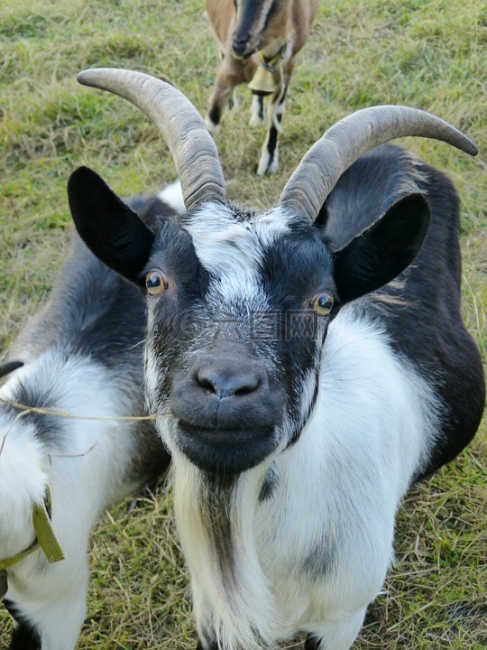 山羊,哺乳動物,paarhufer