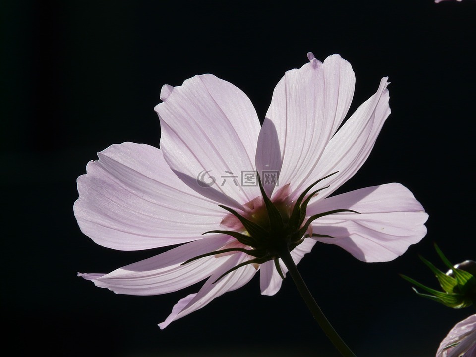 花,開(kāi)花,淡粉紅色