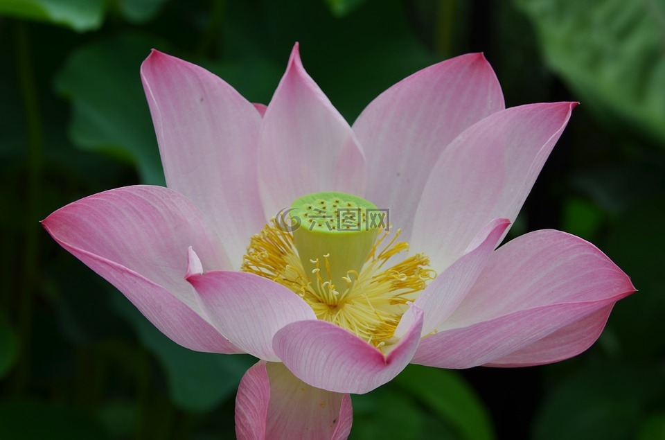 東印度圣蓮,花,蓮花