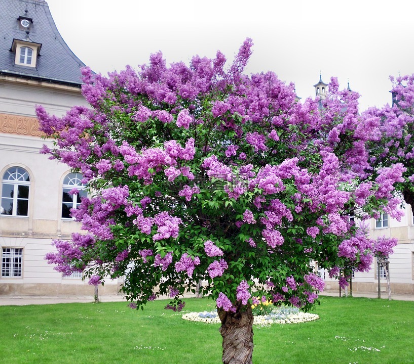 紫丁香,树,常见的丁香