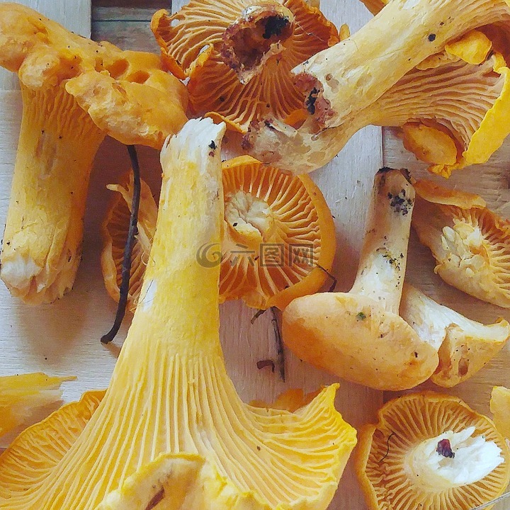 雞油,蘑菇,橙色