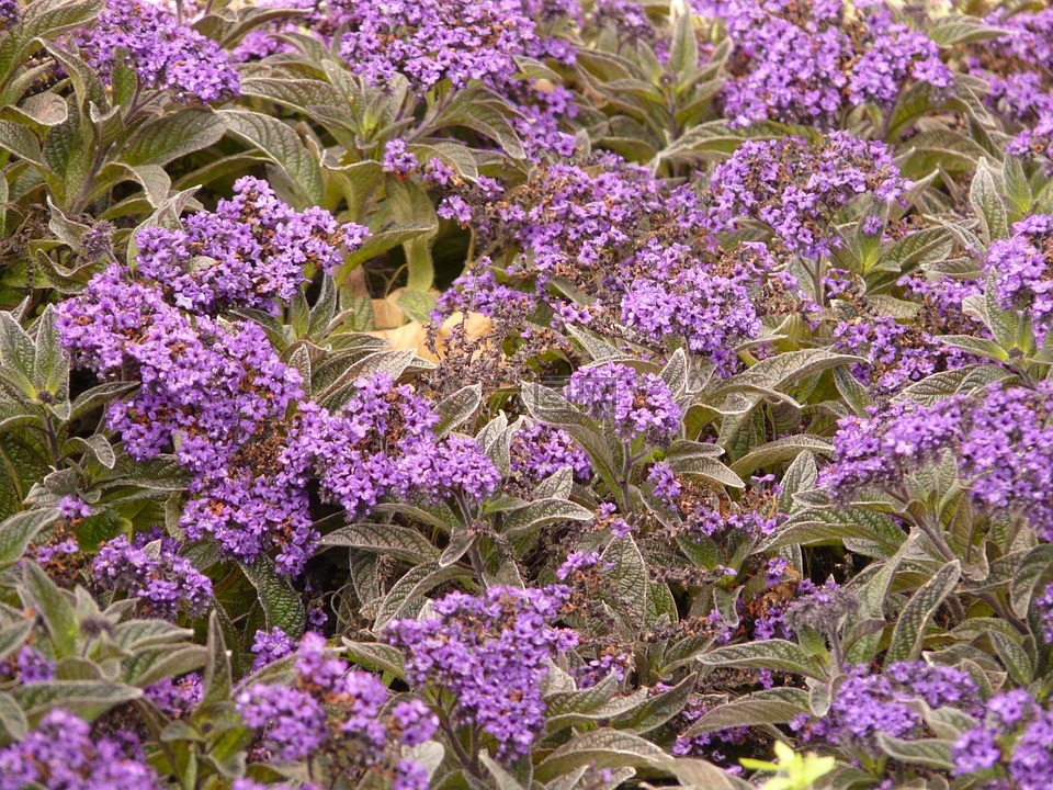 香草花花开花