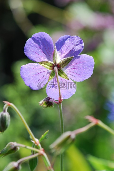 花,開花,紫