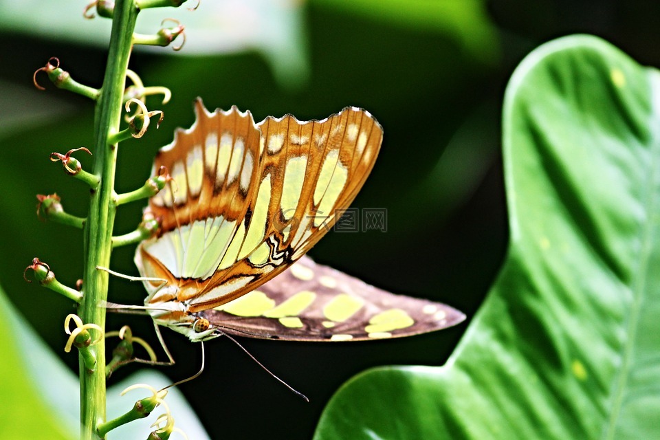 孔雀蝴蝶,siproeta stelenes,蝴蝶