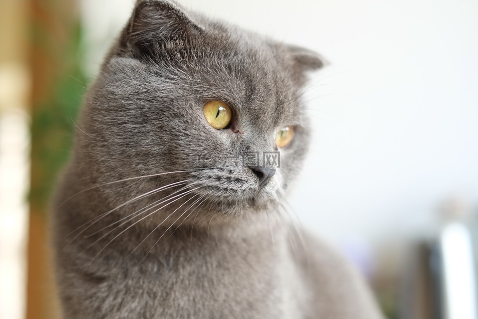 猫,英短,英国短毛猫