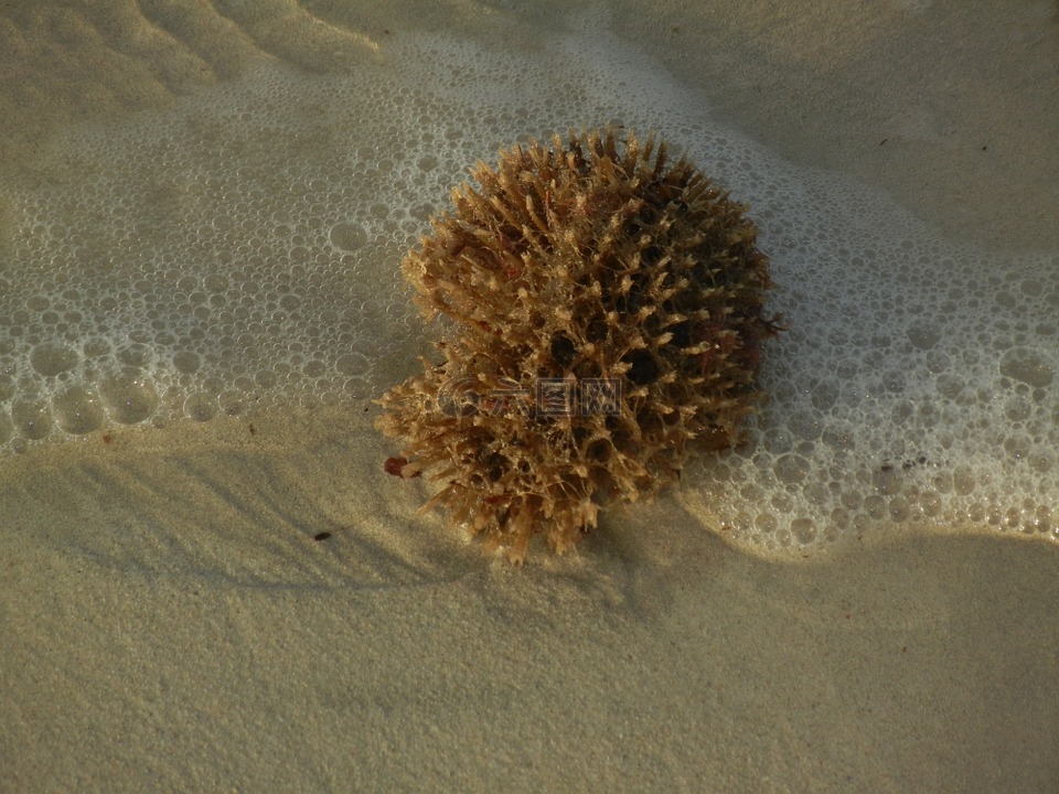 海綿,海灘,海