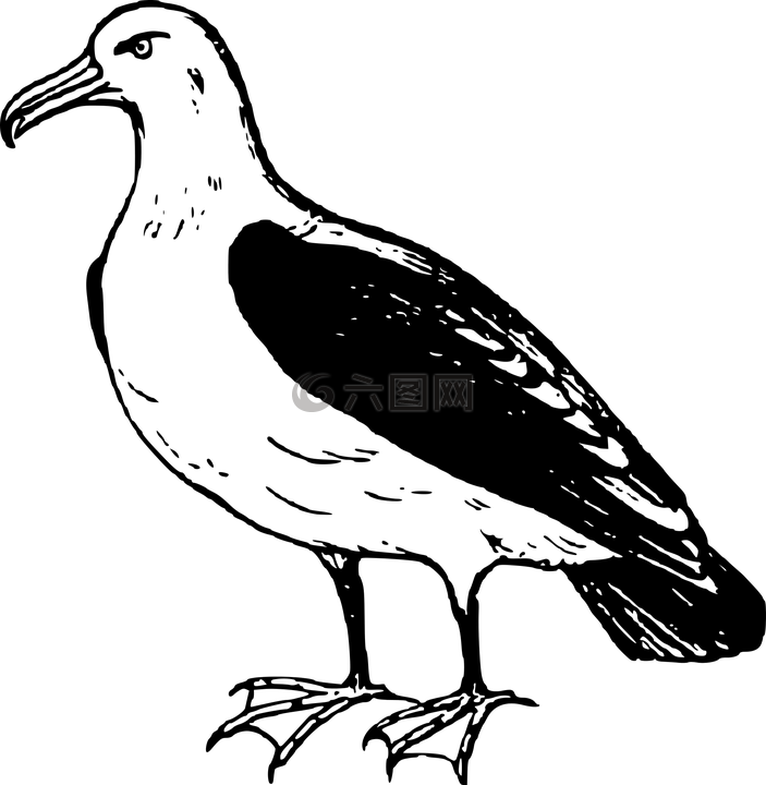 信天翁,動物,鳥
