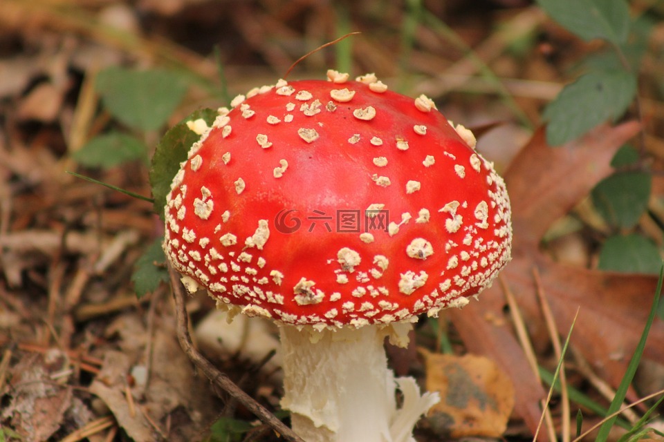 红色,蘑菇,植物群
