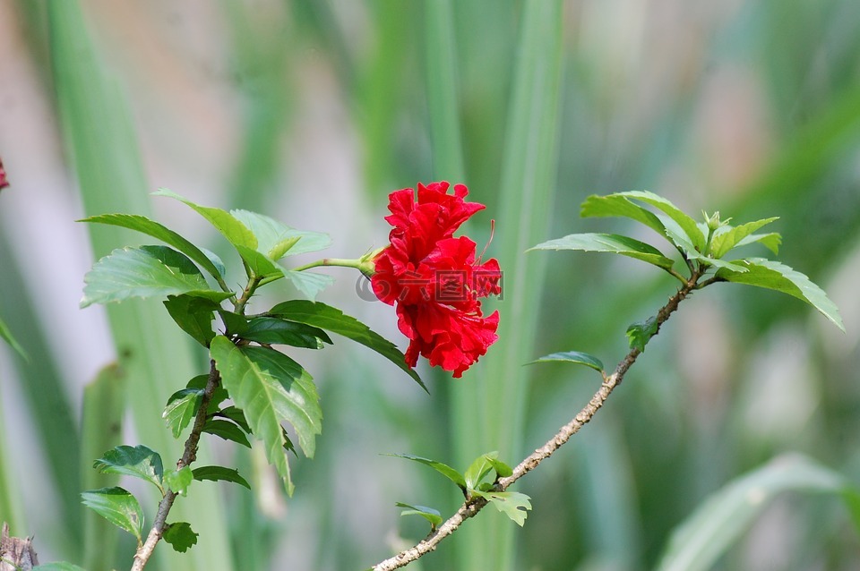 花,相機(jī),紅色
