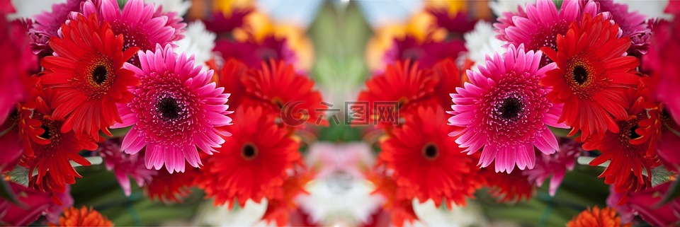 性質(zhì),鮮花,非洲菊