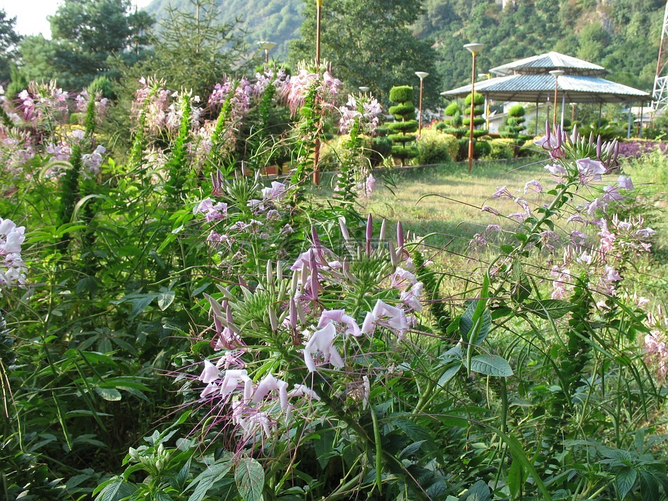 夏天,花園,鮮花