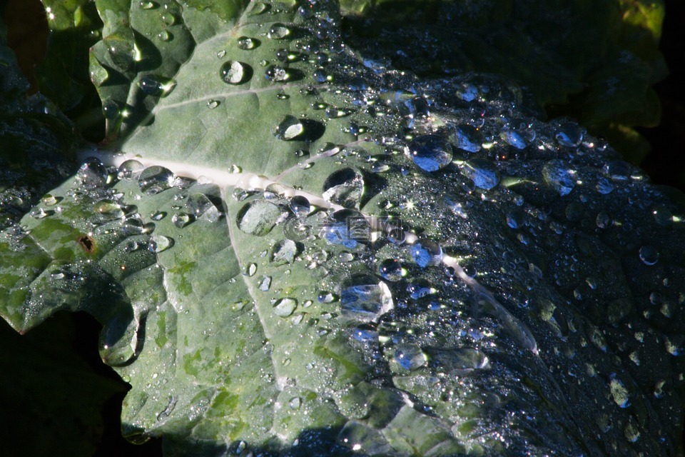 葉子,甜菜葉,露水
