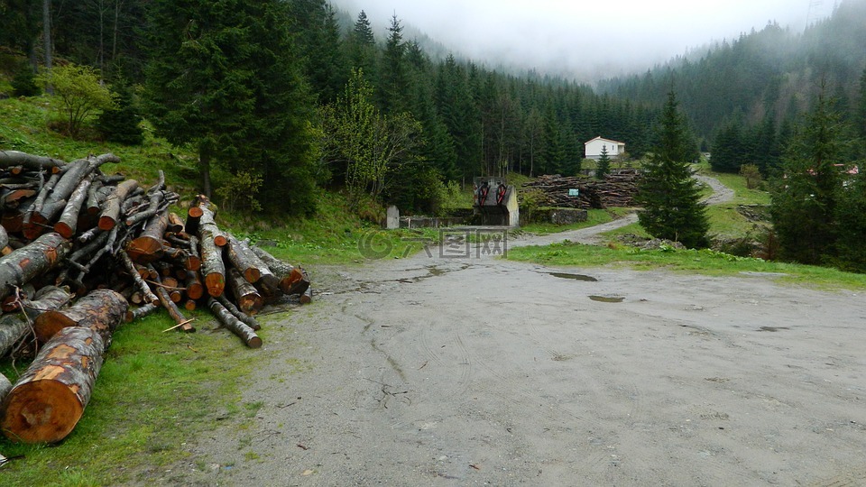 transfagarasan,山,森林