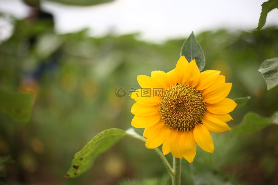 向日葵,花,黄色