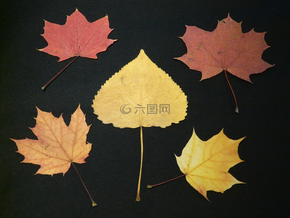 楊樹葉,楓葉,秋天樹葉