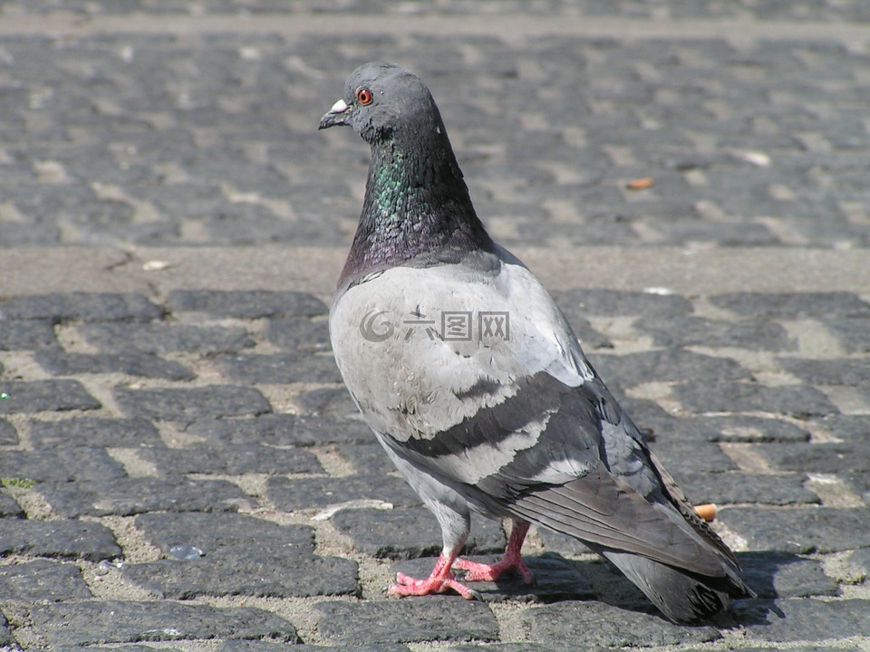 鴿子,市鴿,動(dòng)物