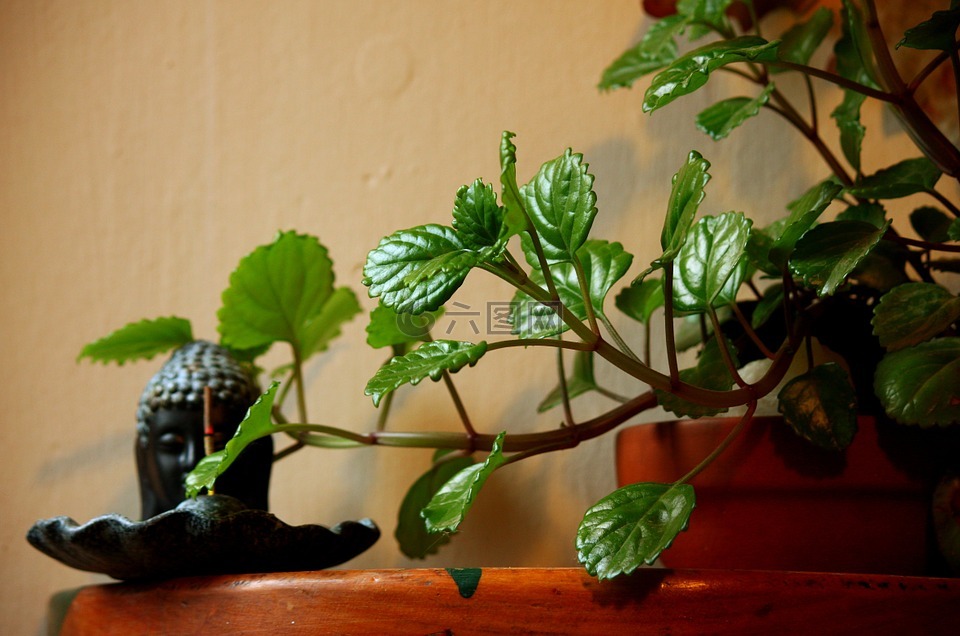 植物,叶,绿色
