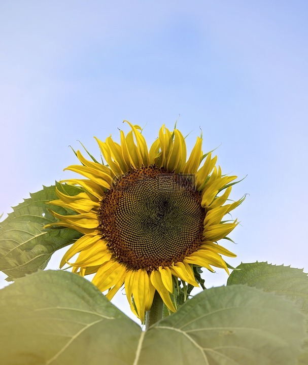 向日葵,夏天,花
