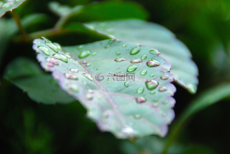 葉,下降,雨