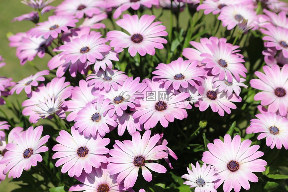 紫色的花,紫羅蘭色的花,粉紅色的花朵