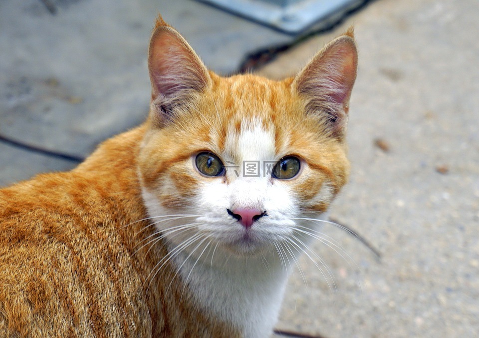猫,动物,宠物