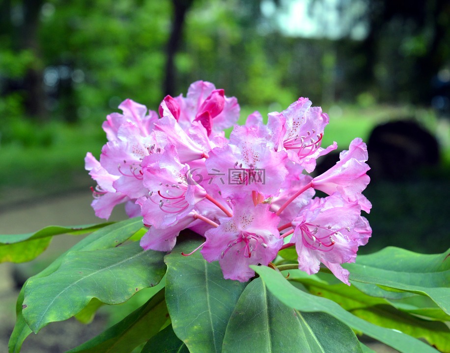 杜鵑花,杜鵑,鮮花