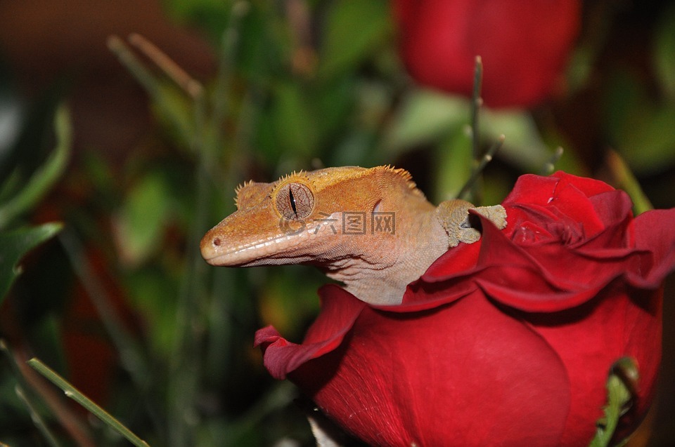動物,蜥蜴,壁虎