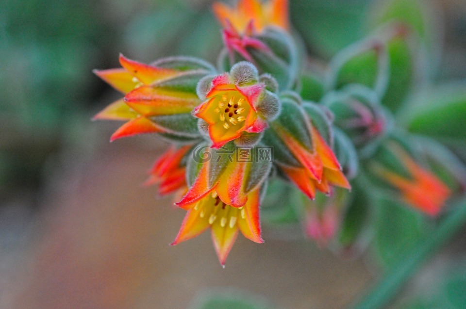 甘遂ramipressa,花,植物