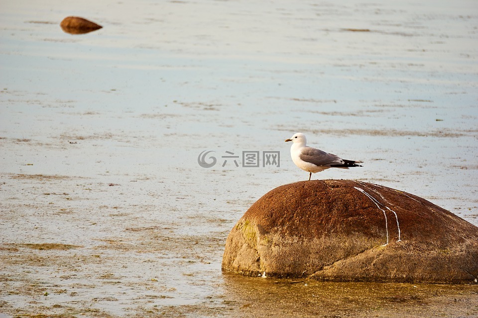 爱沙尼亚,波罗的海,海鸥