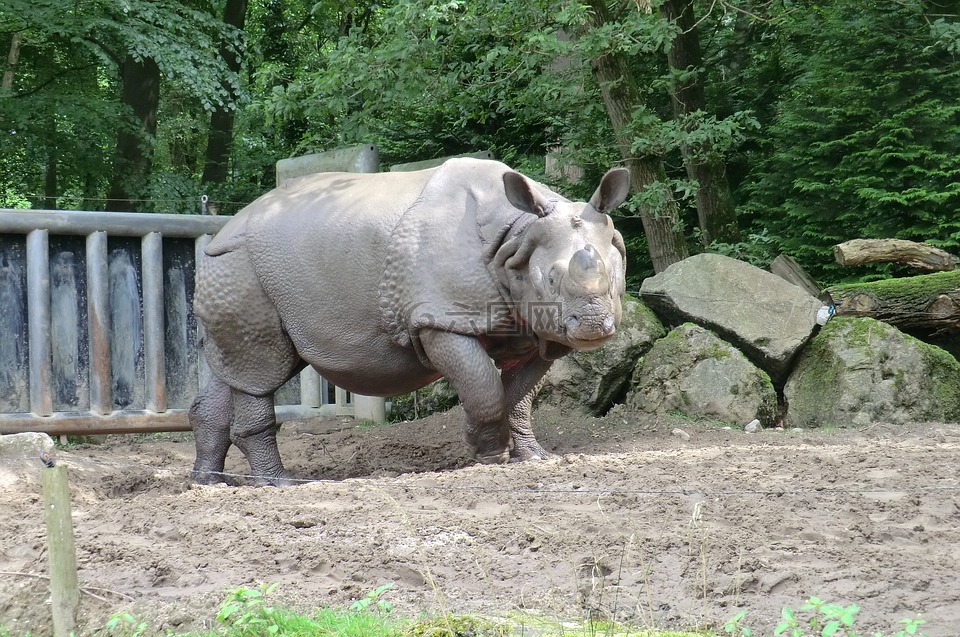 性質(zhì),動(dòng)物園,犀牛