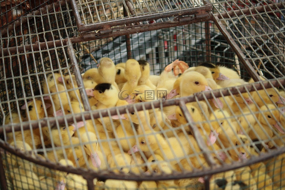 小雞,籠,動物