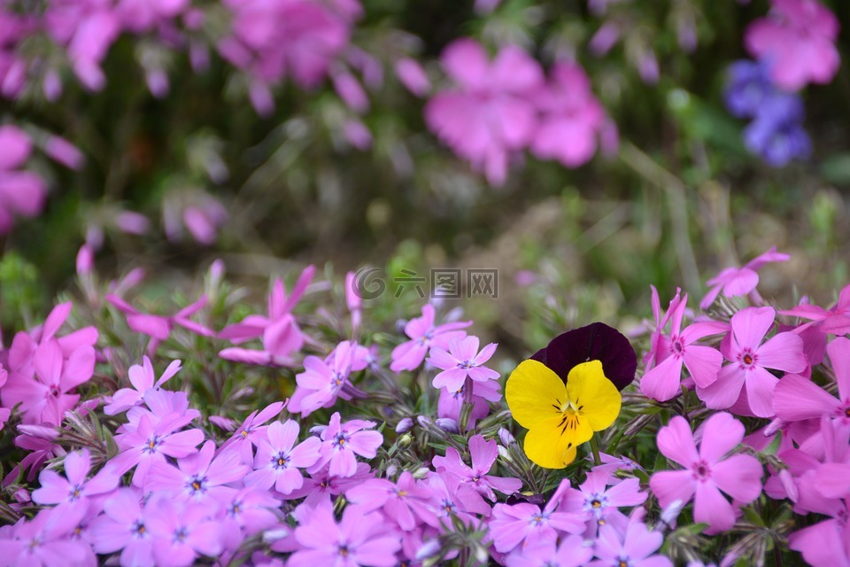 花草,鮮花,草