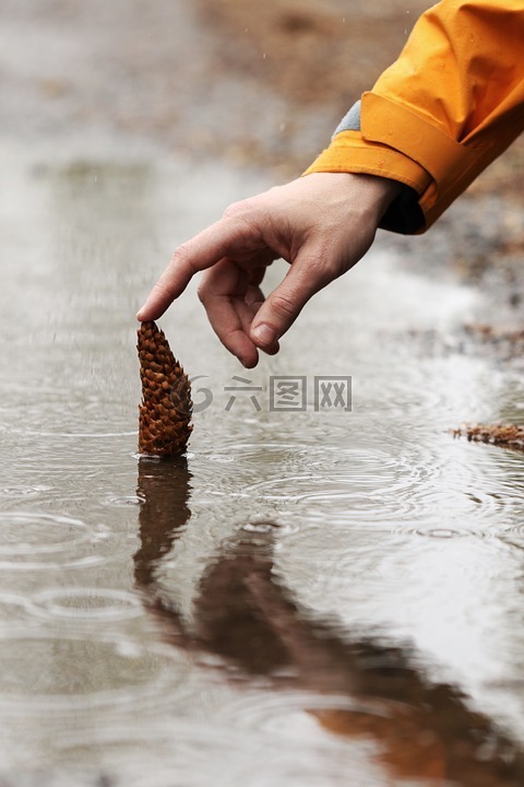 雨,松球,手