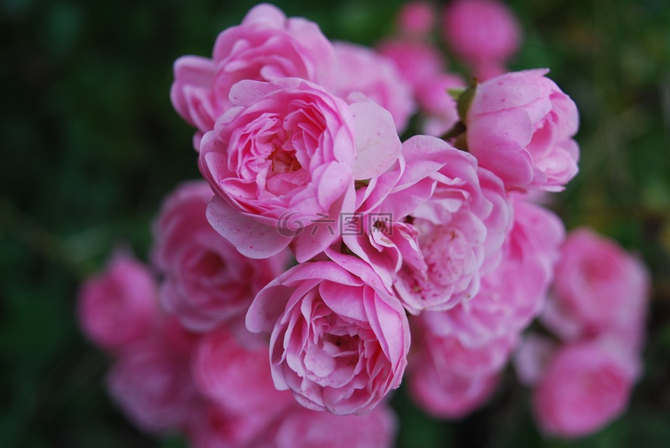 花,圖片,紫色