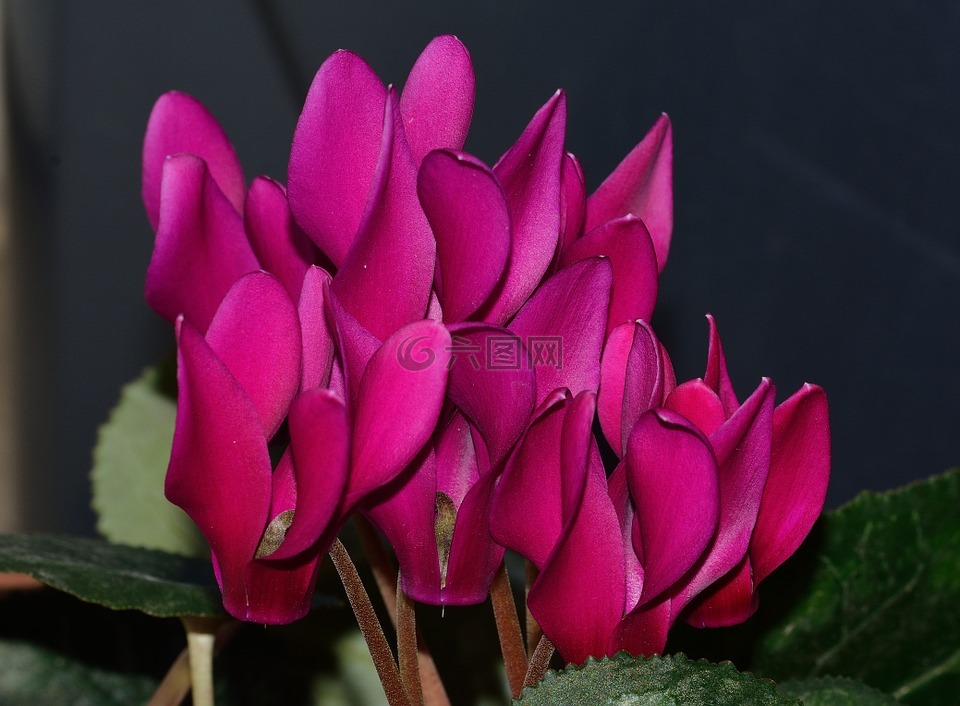 性質(zhì),花,春