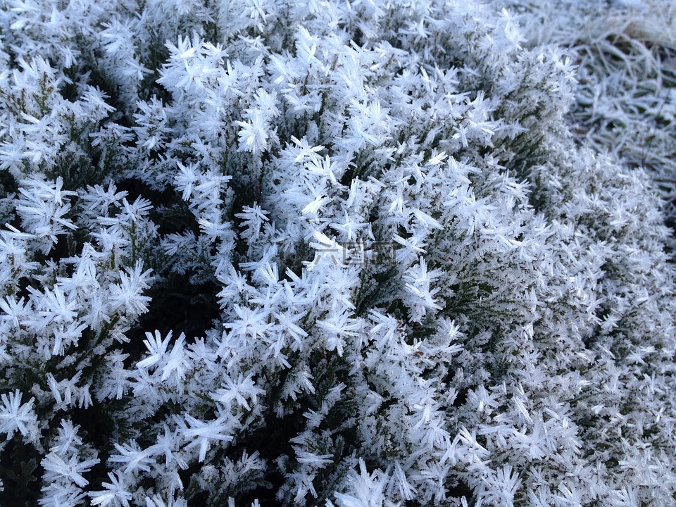 雪,霜,冬天