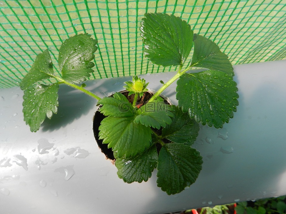 草莓,植物,春