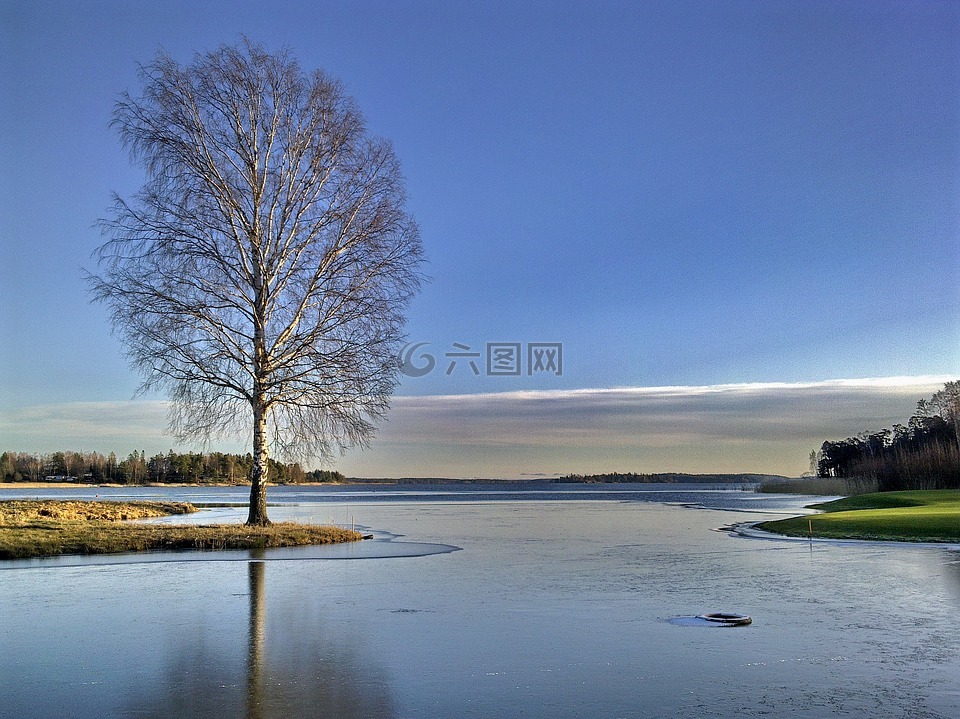 冬天,湖,树