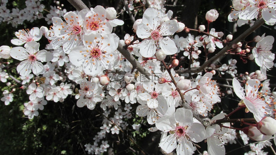 白,春,開花